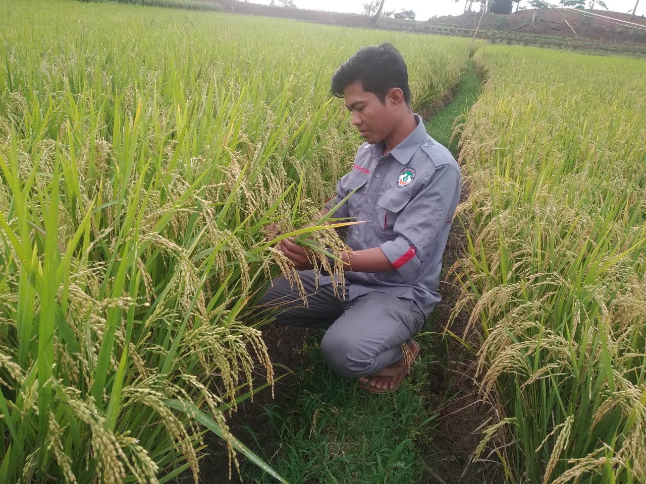 Lumbung Pangan Baznas Bantu Tingkatkan Perekonomian Petani Mustahik