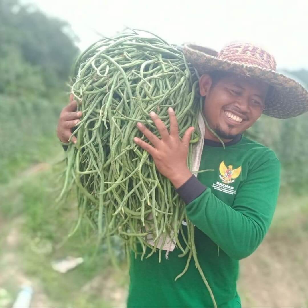 Petani Binaan BAZNAS Panen 127 Kg Kacang Panjang dalam Sehari